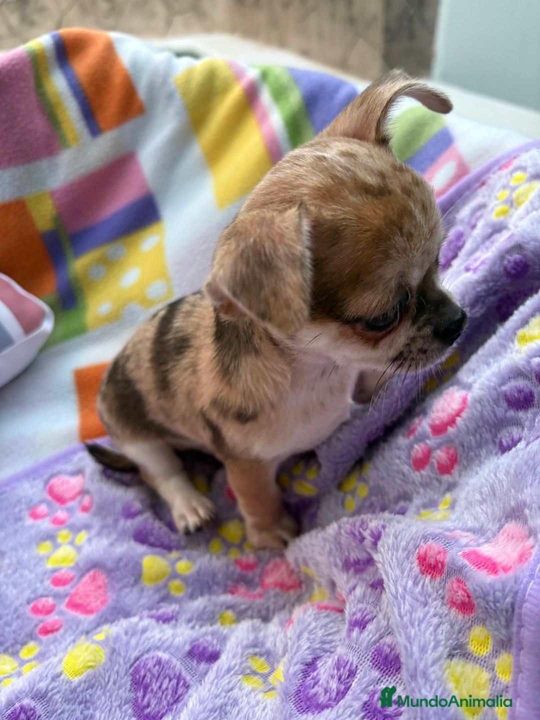 Chihuahua perros en venta: Chihuahua Machito merle toy - Imagen 7