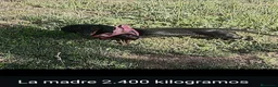 Chihuahua perros en venta: Impresionantes teckel canichen kanichen - Anuncio 2