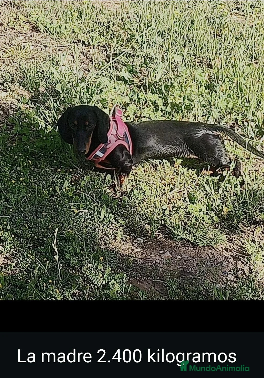 Chihuahua perros en venta: Impresionantes teckel canichen kanichen - Anuncio 2