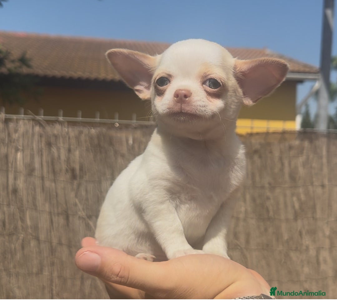 Chihuahua perros en venta: Chihuahua bicolor crema - Imagen 1