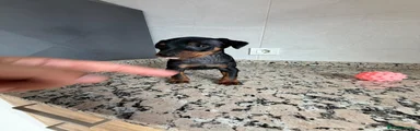 Pinscher Miniatura 3