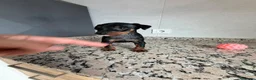Pinscher Miniatura perros en venta: MINI PINSCHER - Anuncio 5