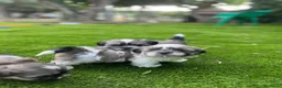 Shih Tzu perros en venta: 🐶 Preciosos cachorros machos Shi tzu - Anuncio 2