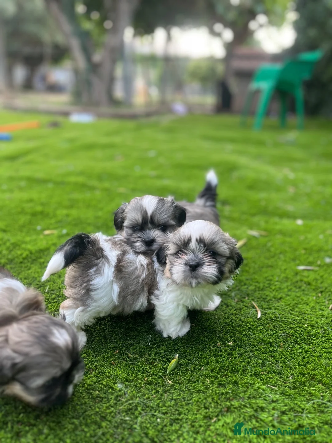 Shih Tzu perros en venta: 🐶 Preciosos cachorros machos Shi tzu - Anuncio 2