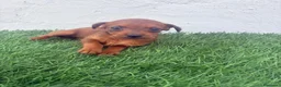 Raza Mixta perros en venta: Pootalian - Anuncio 7