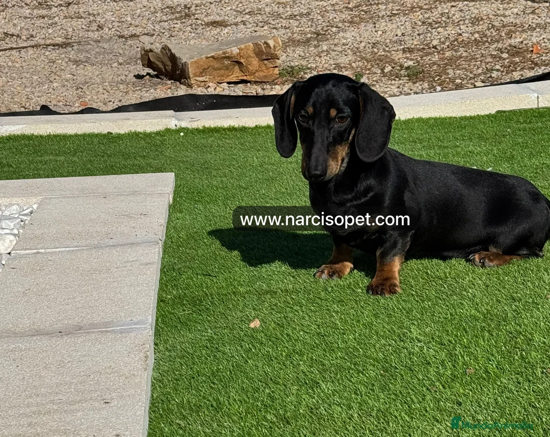 Teckel Miniatura perros en venta: TECKEL 5 MESES MINI - Anuncio 1