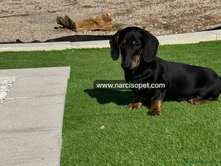 Teckel Miniatura perros TECKEL 5 MESES MINI - Anuncio 3