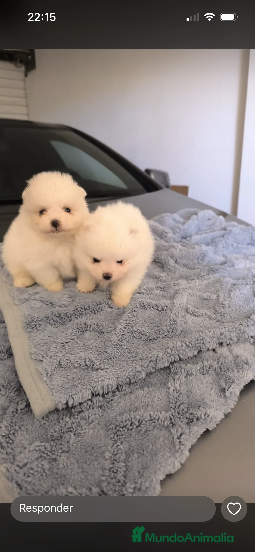 Pomerania perros en venta: PRECIOSA PAREJA DE POMERANIA RUSOS MINI - Anuncio 2