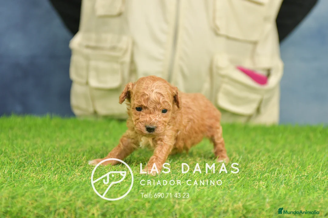 Caniche Toy perros en venta: Cachorros de Caniche. Cría ética, calidad garantía en Burgos - Anuncio 2