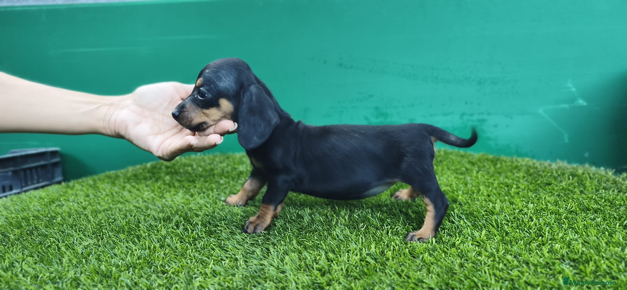 Teckel Miniatura perros Teckel pelo largo kaninchen  - Anuncio 3
