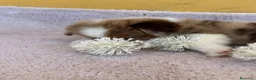 Pastor Miniatura Americano perros en venta: Cachorros de pastor americano merle  - Anuncio 15