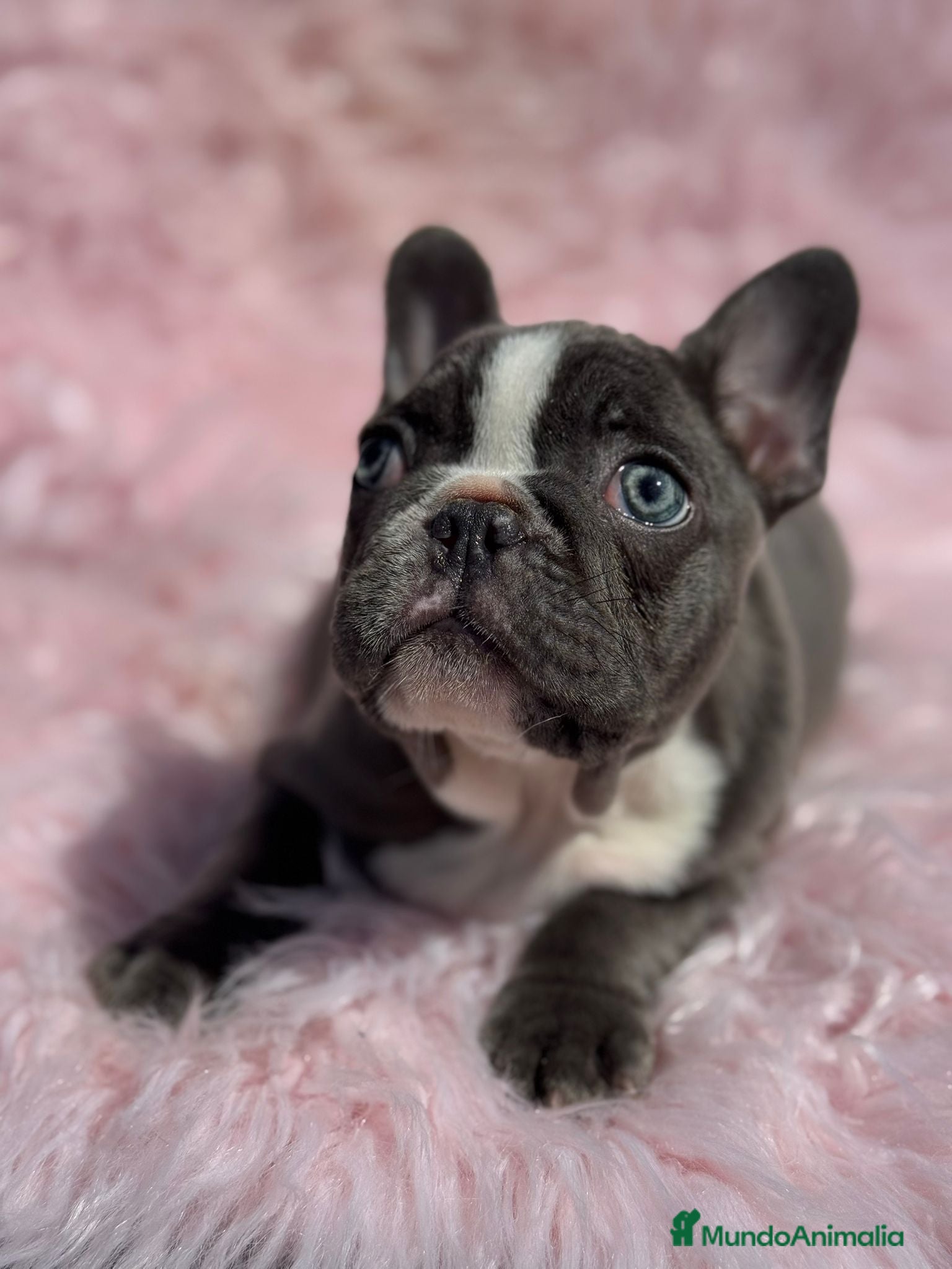 Bulldog Francés perros EXTRAORDINARIA HEMBRA BICOLOR BLUE  en Barcelona - Anuncio 20