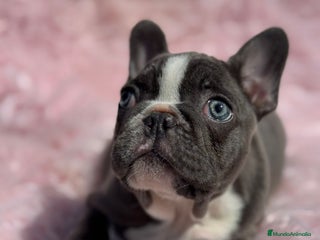 Bulldog Francés perros en Barcelona - Anuncio 6