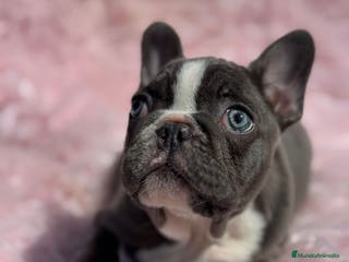 Bulldog Francés perros EXTRAORDINARIA HEMBRA BICOLOR BLUE en Barcelona - Anuncio 11