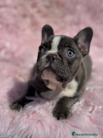 Bulldog Francés perros en Barcelona - Anuncio 8