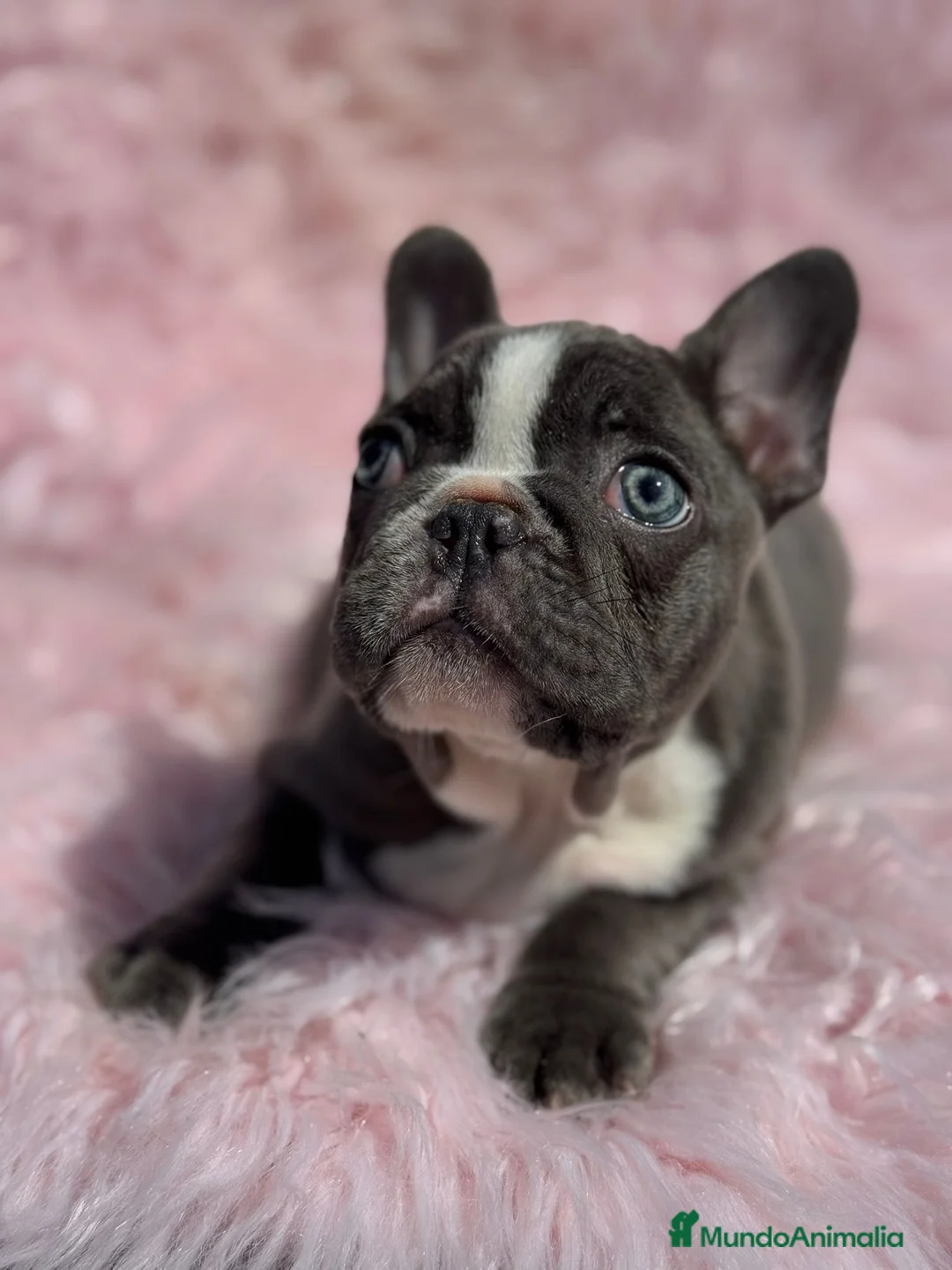 Bulldog Francés perros en venta: EXTRAORDINARIA HEMBRA BICOLOR BLUE  en Barcelona - Anuncio 1