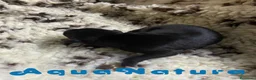 Pequeño Lebrel Italiano perros en venta:  Camada Lebrel Italiano de BN y Omega - AQUANATURA en Barcelona - Anuncio 6