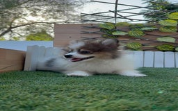 Pomerania perros en venta: POMERANIA MACHO. PRECIO REAL. Envio a toda España. - Imagen 2
