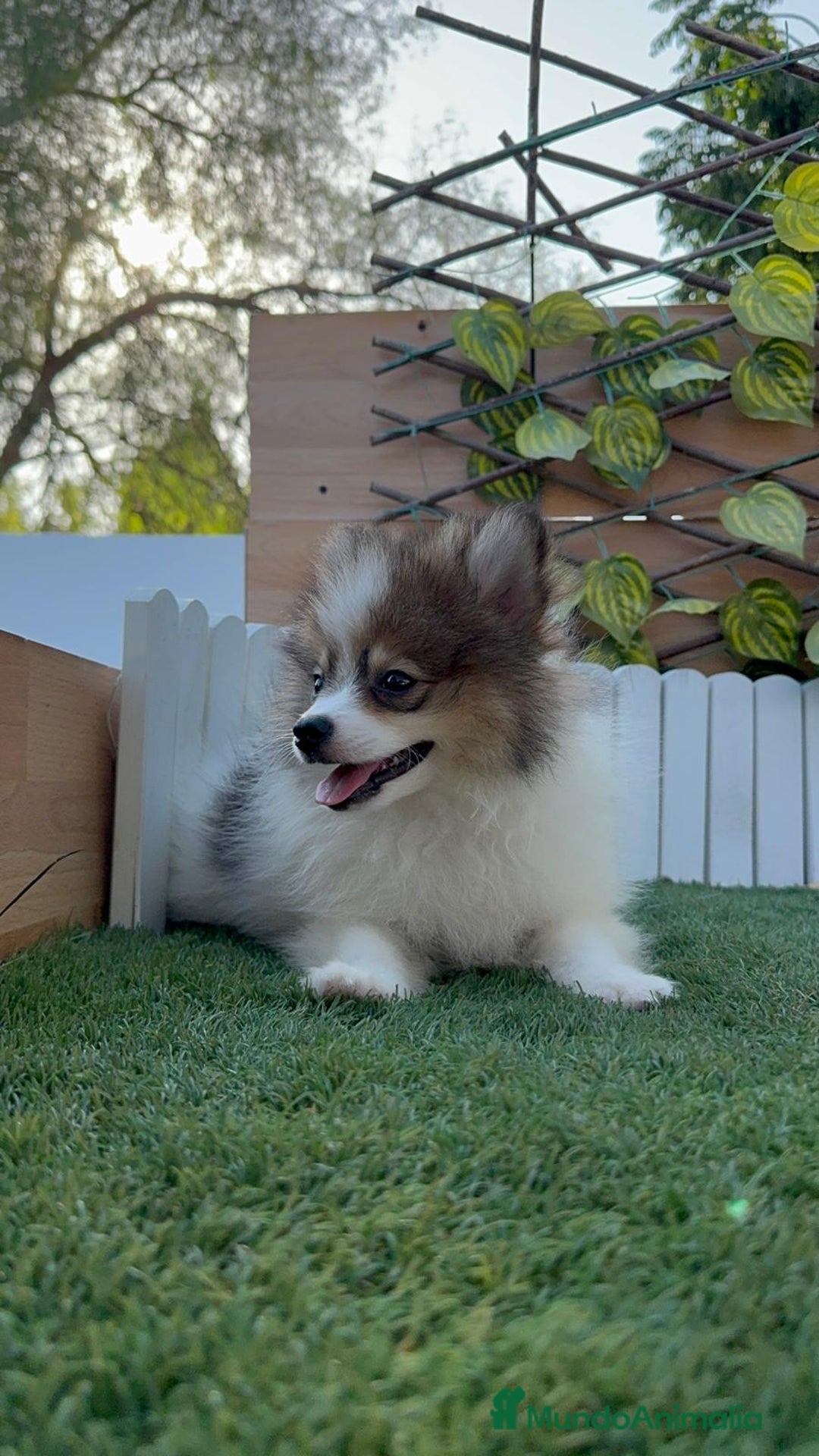Pomerania perros en venta: POMERANIA MACHO. PRECIO REAL. Envio a toda España. - Imagen 2