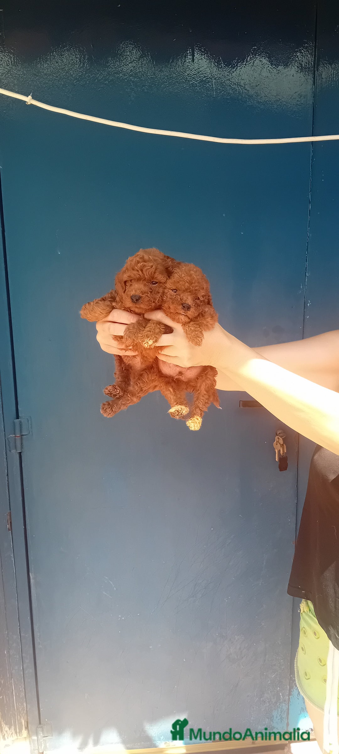 Caniche Toy perros en venta: CANICHES TOY ROJOS 50% ASIÁTICOS  - Imagen 3