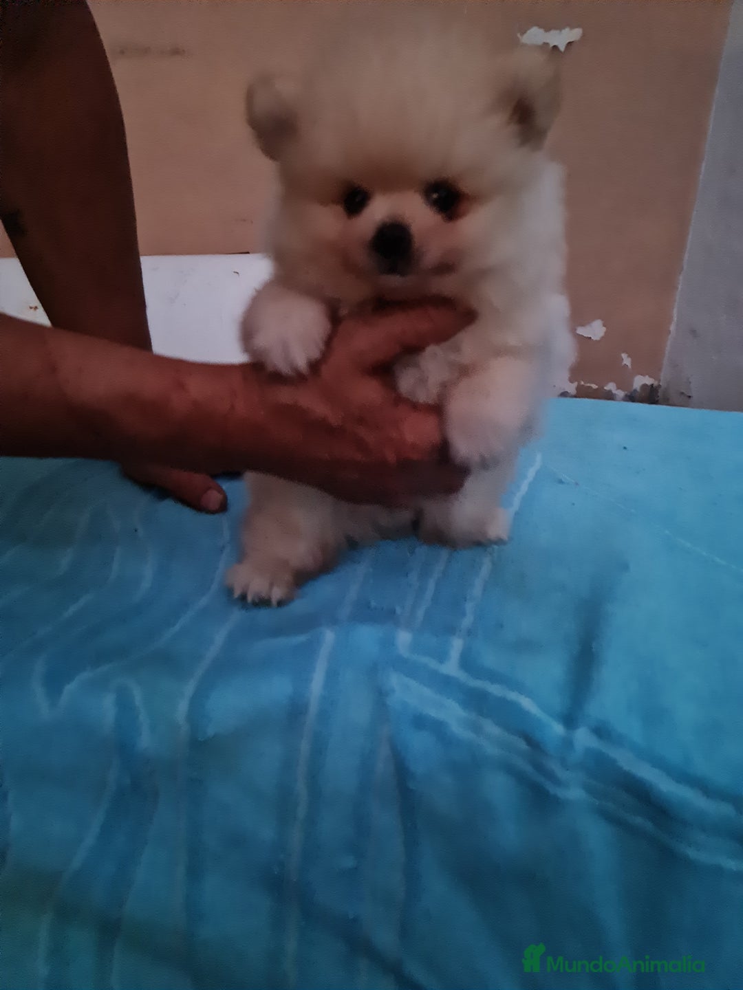 Pomerania perros en venta: Pomerania toy - Imagen 5