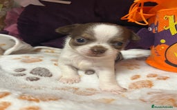 Chihuahua perros en venta: Chihuahuas minis - Imagen 1