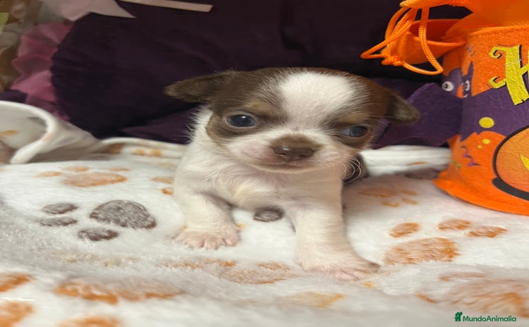 Chihuahua perros - Anuncio 2