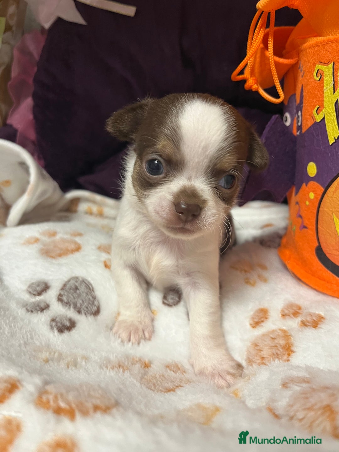 Chihuahua perros en venta: Chihuahuas minis - Imagen 1