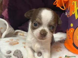 Chihuahua perros Chihuahuas minis - Anuncio 3