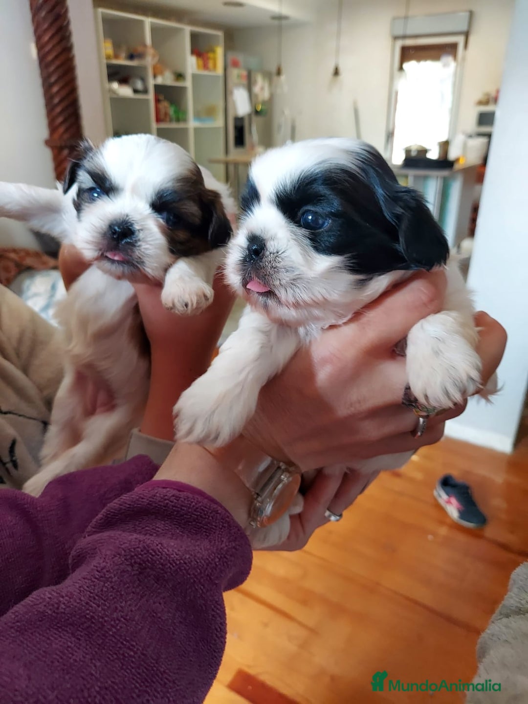 Shih Tzu perros en venta: Shih tzu - Imagen 2