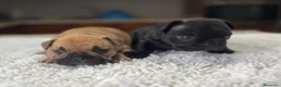 Bulldog Francés perros en venta: Cachorros de bulldog francés  - Anuncio 3