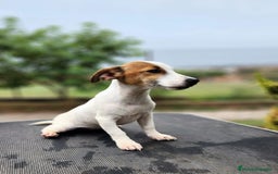 Jack Russell Terrier perros en venta: JACK RUSSEL DISPONIBLES - Imagen 2