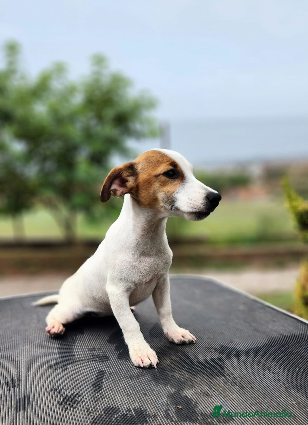 Jack Russell Terrier perros en venta: JACK RUSSEL DISPONIBLES - Imagen 2
