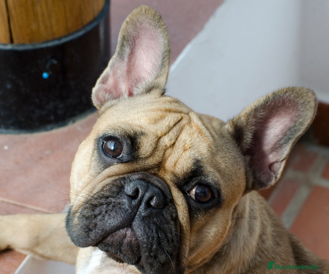 Bulldog Francés perros BULLDOG FRANCÉS MACHO COLOR FAUW  - Anuncio 2