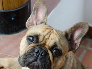 Bulldog Francés perros BULLDOG FRANCÉS MACHO COLOR FAUW - Anuncio 2