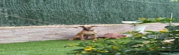 Whippet perros en venta: Galgo whippet  - Anuncio 6