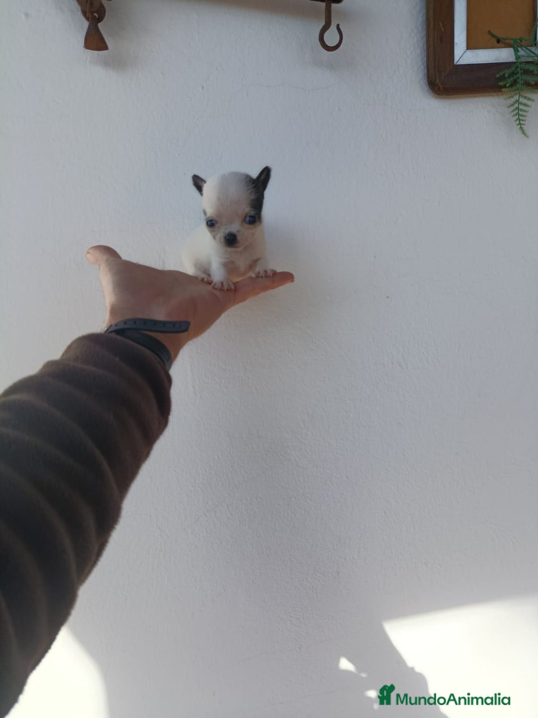 Chihuahua perros en venta: IMPRESIONANTE  CHIHUAHUA   LINEA  TOY   - Anuncio 18