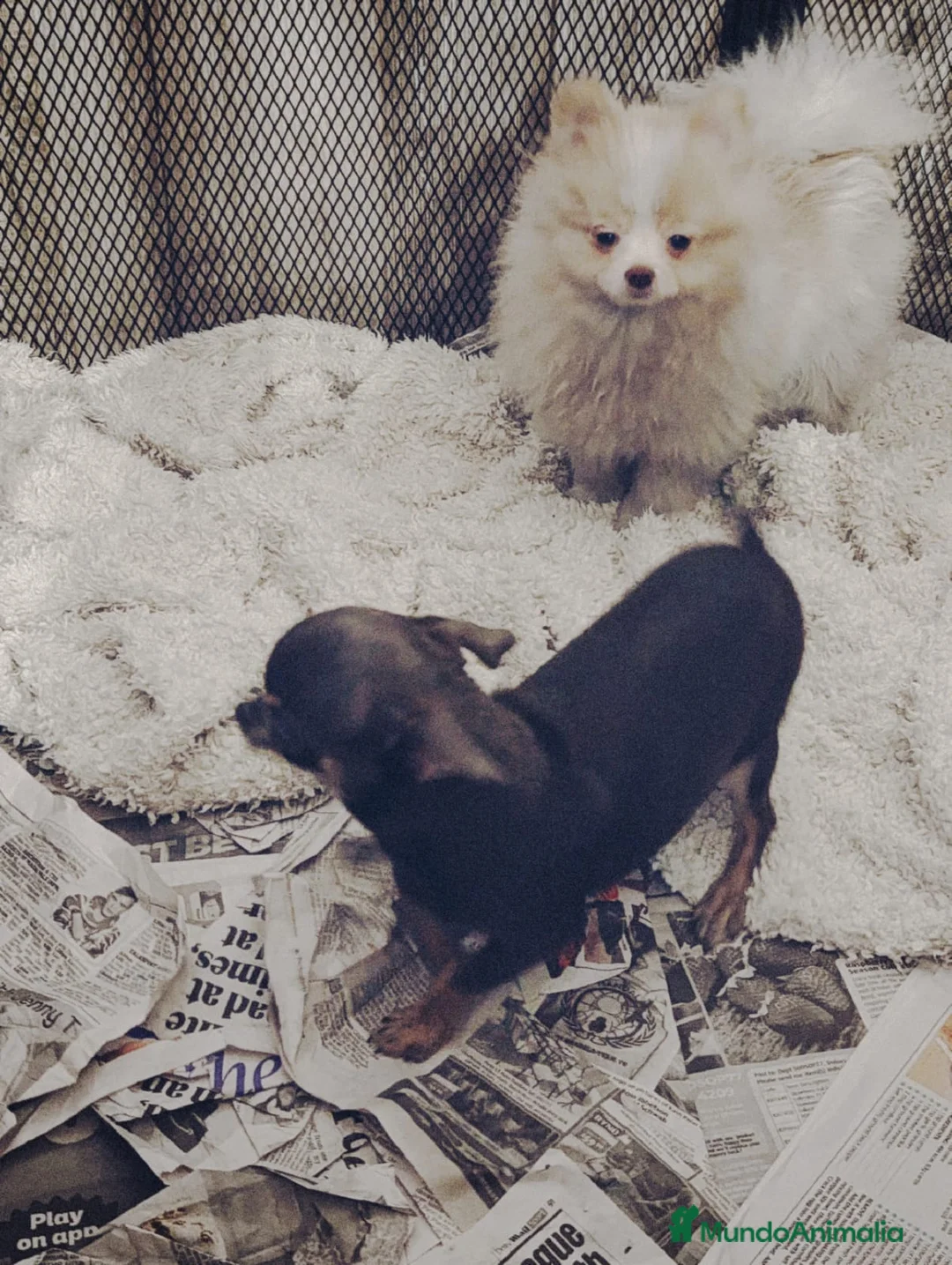 Pomerania perros en venta: Machito de pomerania americano  - Anuncio 1