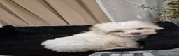 Bichón Maltés perros en venta: Bichón maltés  - Anuncio 3