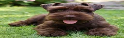 Schnauzer Miniatura perros en venta: Schnauzer miniatura exóticos - Anuncio 5