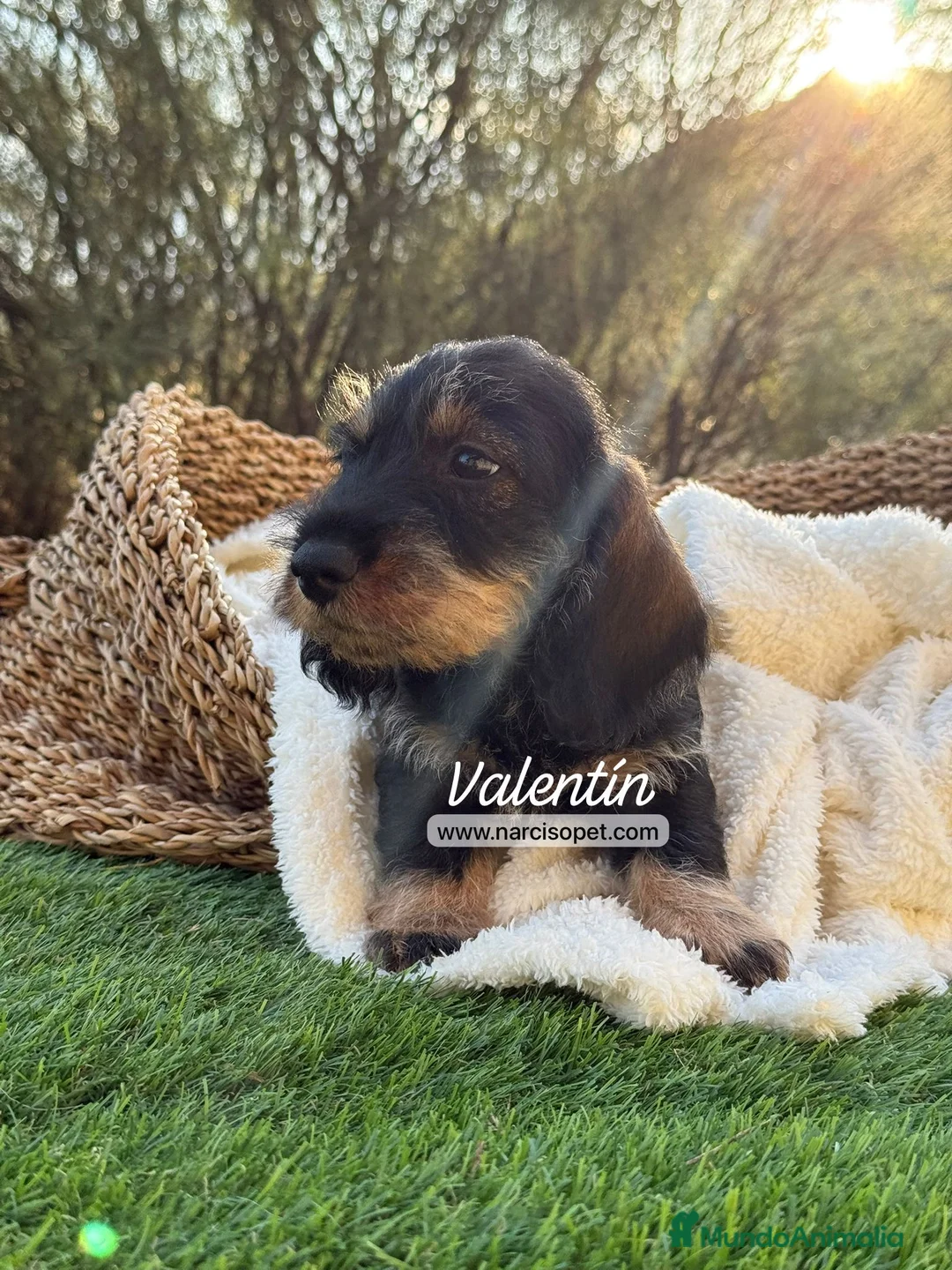Teckel Miniatura perros en venta: TECKEL MACHO PELO DURO - Anuncio 2