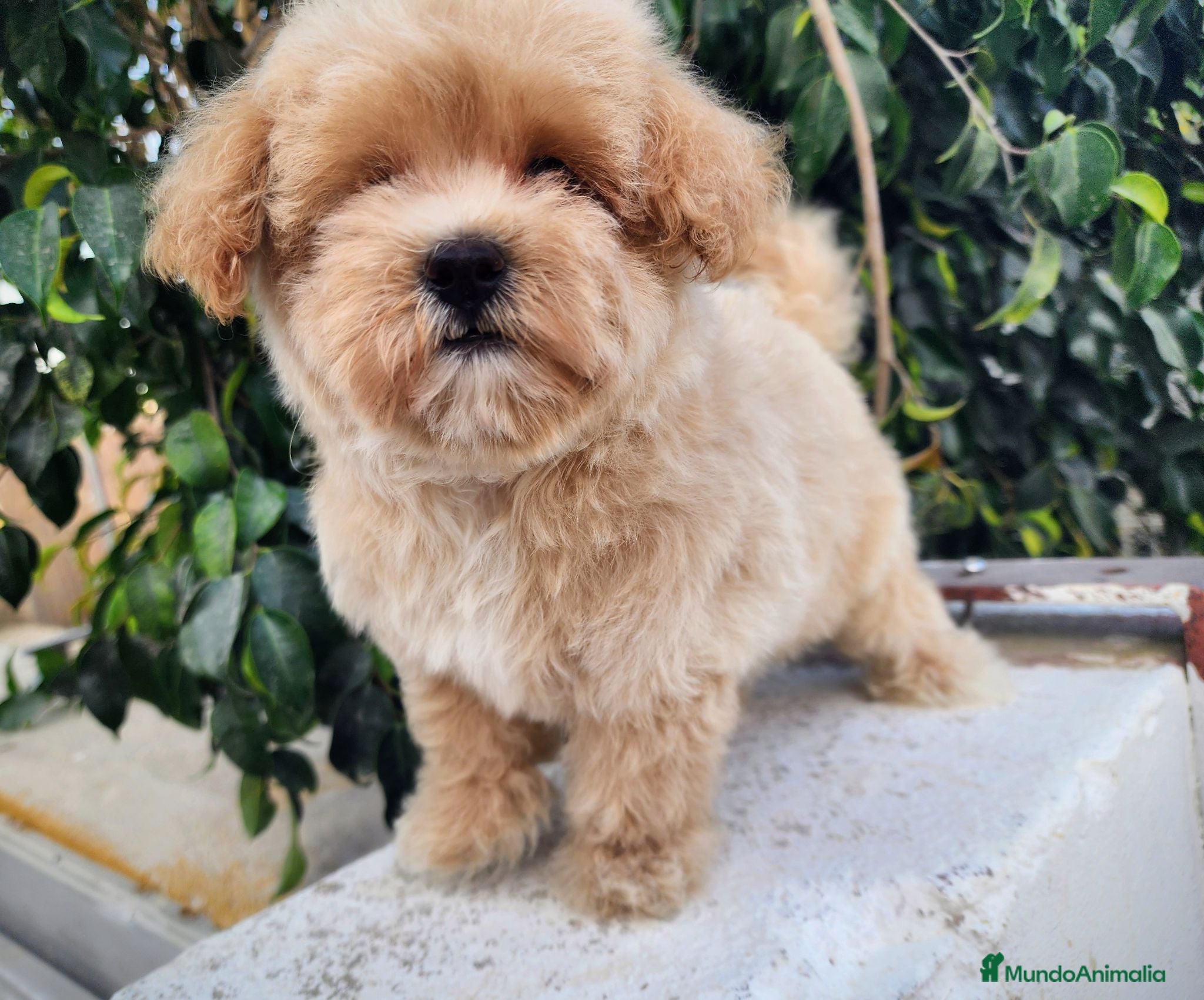 Maltipoo perros Maltipoo precio real - Anuncio 1