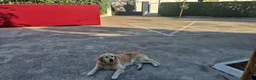 Golden Retriever perros en venta:  golden detriever  - Anuncio 3