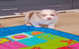 Pastor Australiano perros en venta: Espectacular camada de pastor Australiano. - Imagen 5