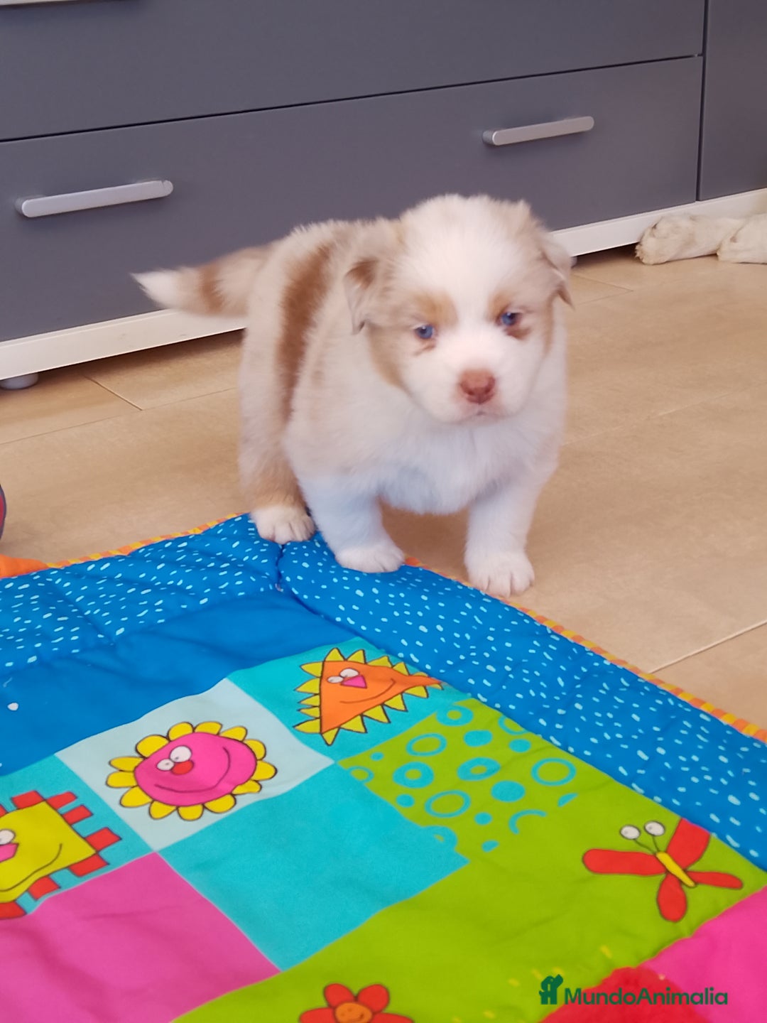 Pastor Australiano perros en venta: Espectacular camada de pastor Australiano. - Imagen 5