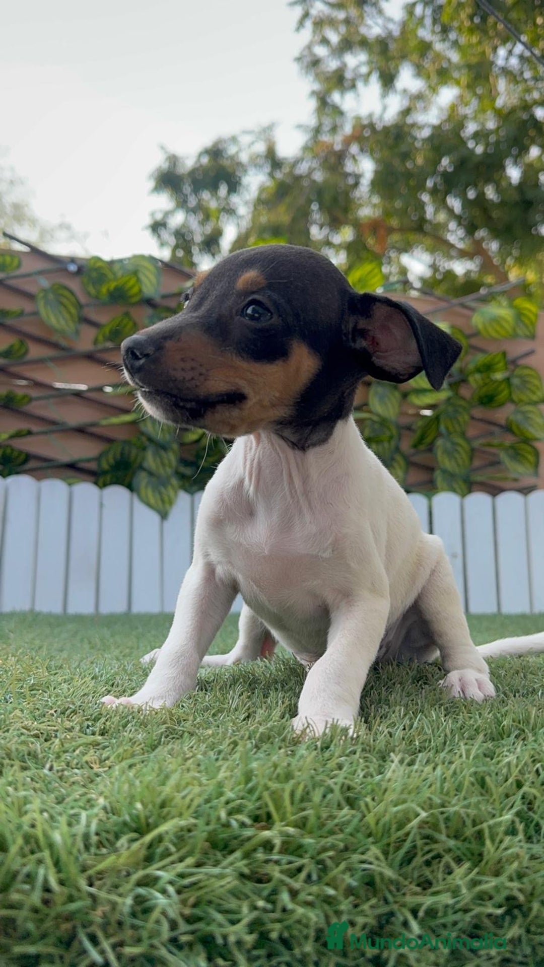 Ratonero Bodeguero Andaluz perros en venta: BODEGUERO ANDALUZ - Imagen 13