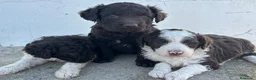 Perro de Agua Español perros en venta: Perros de agua Máxima calidad Espectaculares - Anuncio 14