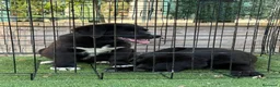 Pastor de Asia Central perros en venta: Hembras de Alabai negras  - Anuncio 3