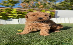 Caniche Toy perros en venta: CANICHE TOY MACHO - Anuncio 18