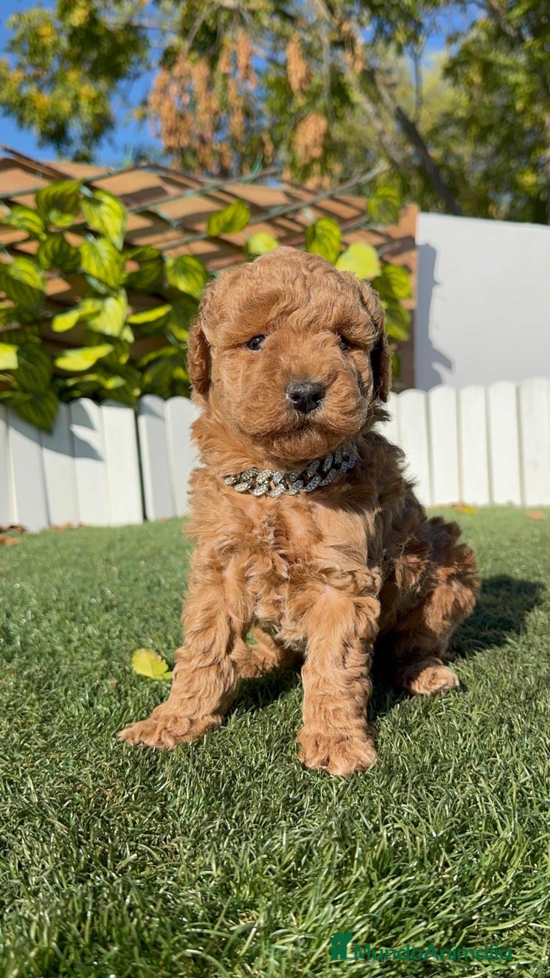 Caniche Toy perros en venta: CANICHE TOY MACHO - Anuncio 18